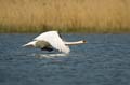 015 Höckerschwan im Flug (Cygnus olor)